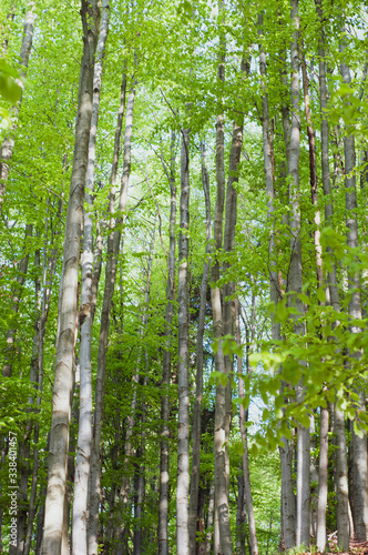 Beautiful, tall, trees with bright green foliage, picturesque summer nature outdoors