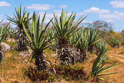plantation of sisal or agave plants grown for the fiber in the leaves 