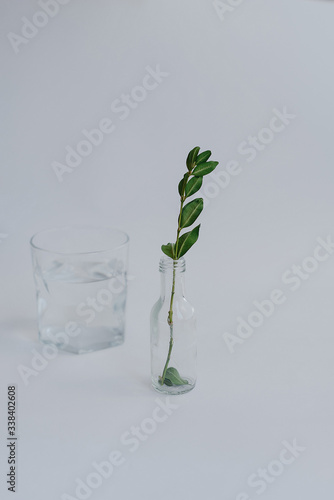 plant in a glass