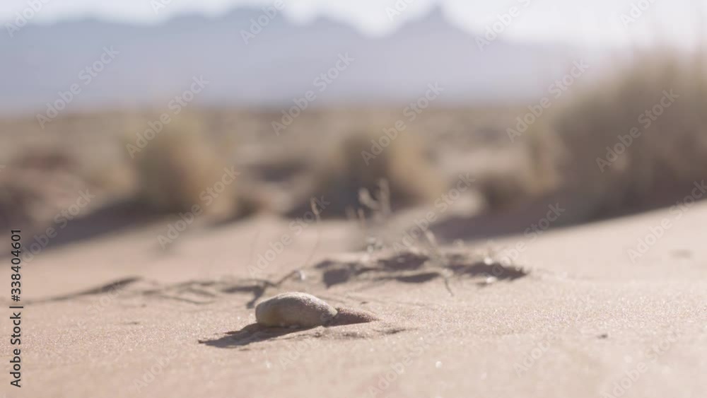 Slow motion close up shot of a golden mole burying into the red sand dunes of the Namib Desert. Slow motion close up shot of a golden mole burying into the red sand dunes of the Namib Desert.