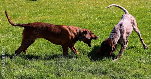 beagle dog running