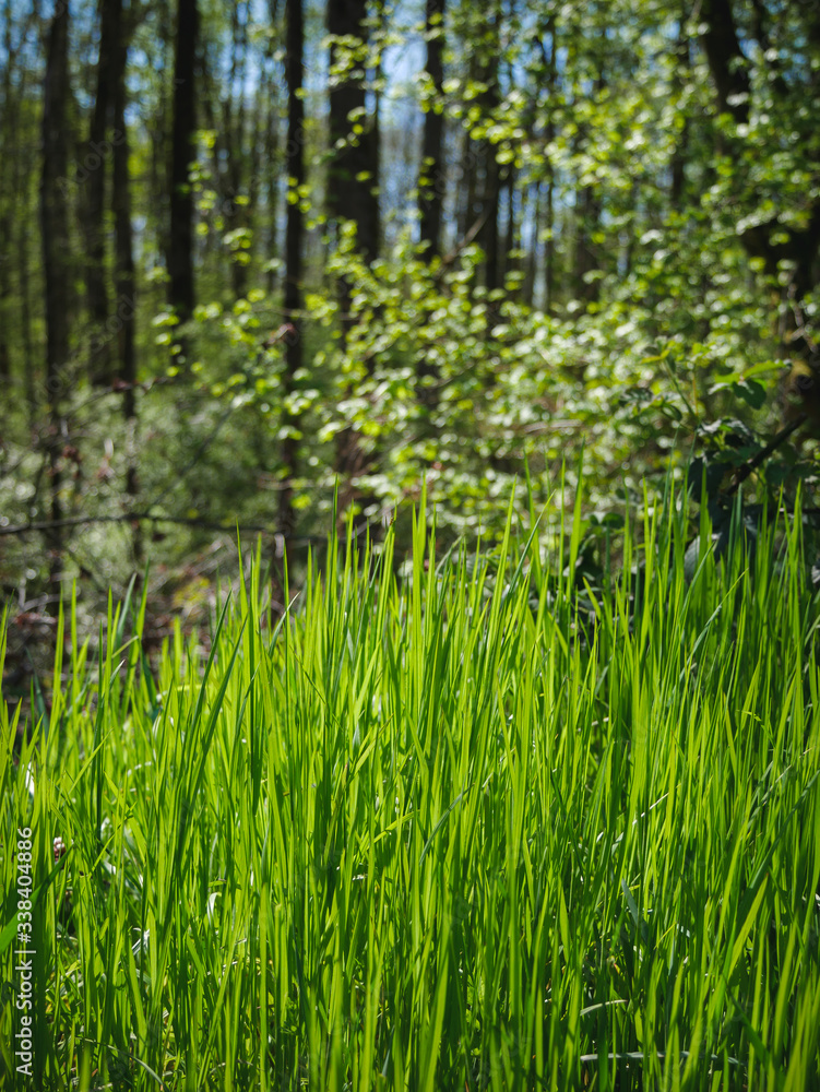 Obraz premium Fresh green gras 
