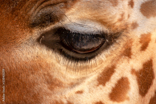 Photography Œil de girafe d'Afrique en gros plan