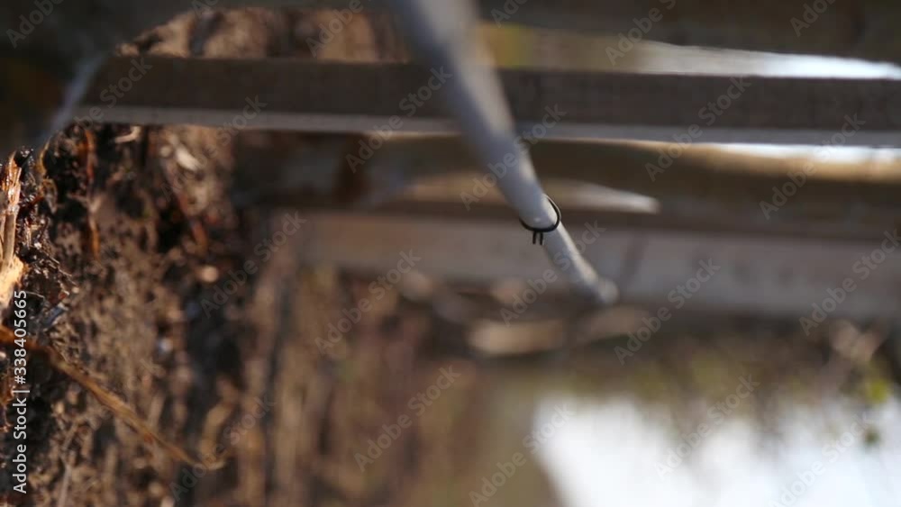 vertical view of irrigation system in an industrial apple orchard. A drop of water falls to the ground for watering the tree. professional garden watering vertical view of irrigation system in an industrial apple orchard. A drop of water falls to the ground for watering the tree. professional garden watering