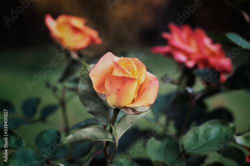 Beautiful yellow rose in the garden