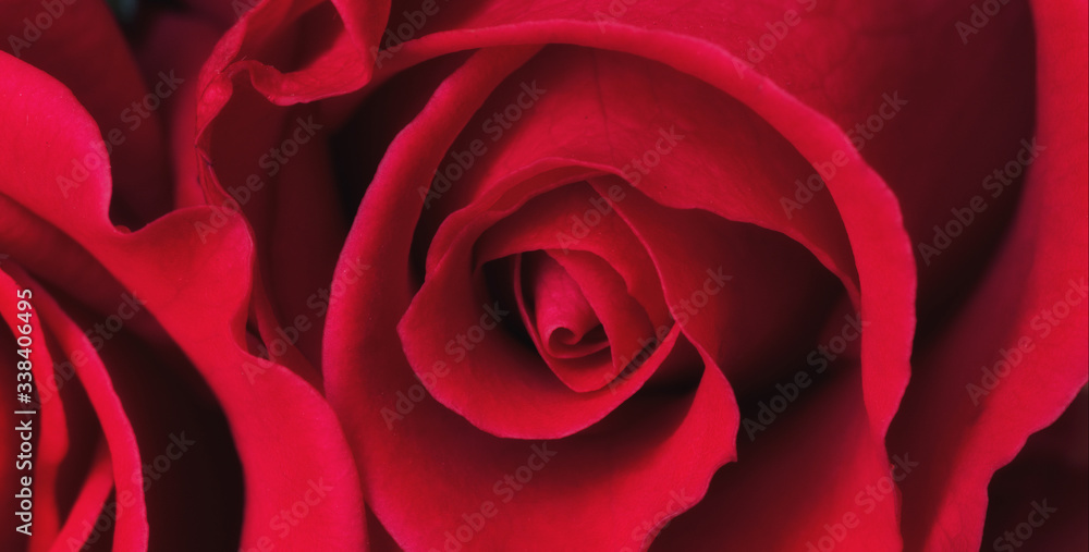 Naklejka premium Beautiful red rose closeup top view