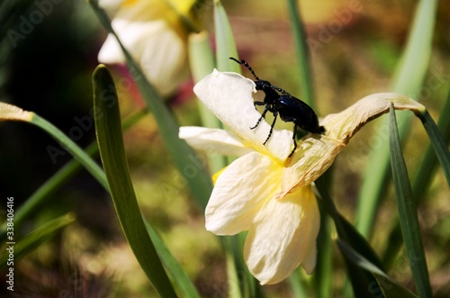 Proscarabaeus Meloe blister insect beetle in wildlife, Blue beattle (coleoptera) eats narcissus flower in spring on a windy day. Large, dark metallic blue insect. photo