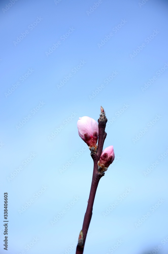 Fototapeta premium close up branch of peach tree with pink navel growing in the garden on background of blue sky, gardening organic fruits on the farm