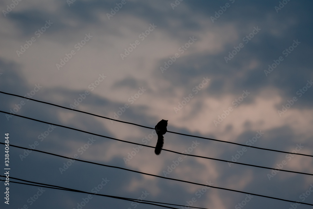 Obraz premium Silhouette squirrel on electric wire.