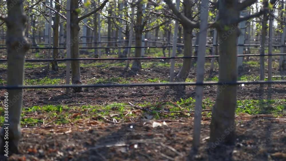 irrigation system in an industrial apple orchard. A drop of water falls to the ground for watering the tree. professional garden watering irrigation system in an industrial apple orchard. A drop of water falls to the ground for watering the tree. professional garden watering