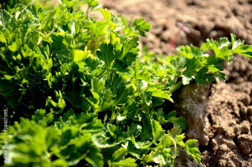 close up fresh young green leaves parsley growing in the soil in the garden, organic vegetables on the farm