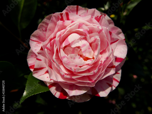 bellissima camelia screziata di rosa e bianco in primavera nel giardino Fototapete