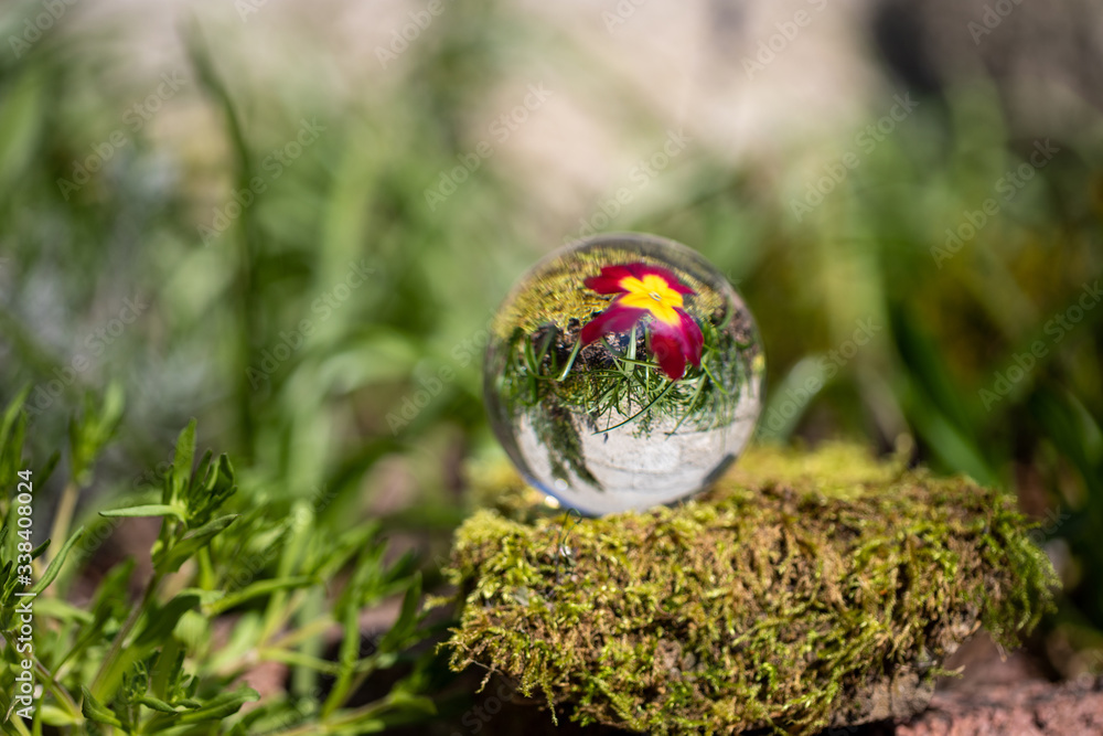 Crystal ball with red primrose blossom on moss covered stone