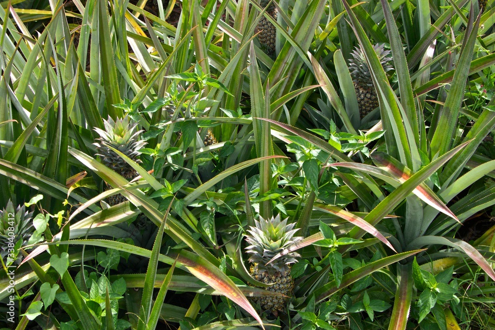 Obraz premium Ananas