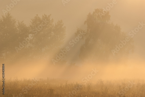 Fototapeta Naklejka Na Ścianę i Meble -  morning fog in the forest