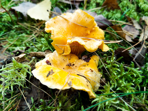 yellow chanterelle on the grass