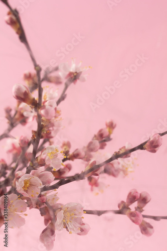 Blurry beautiful bouquet of twigs blossoming apricots for congratulations © Galina Semenko