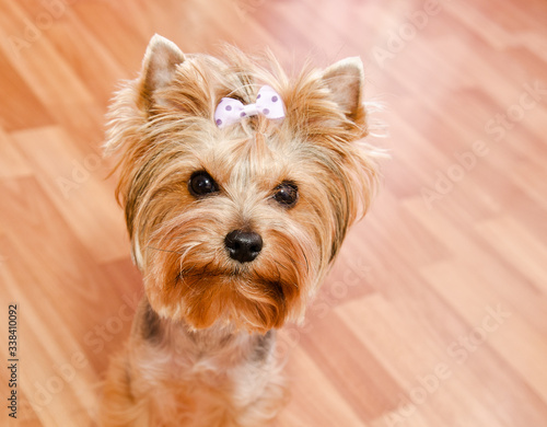 Beautiful yorkshire terrier with bow