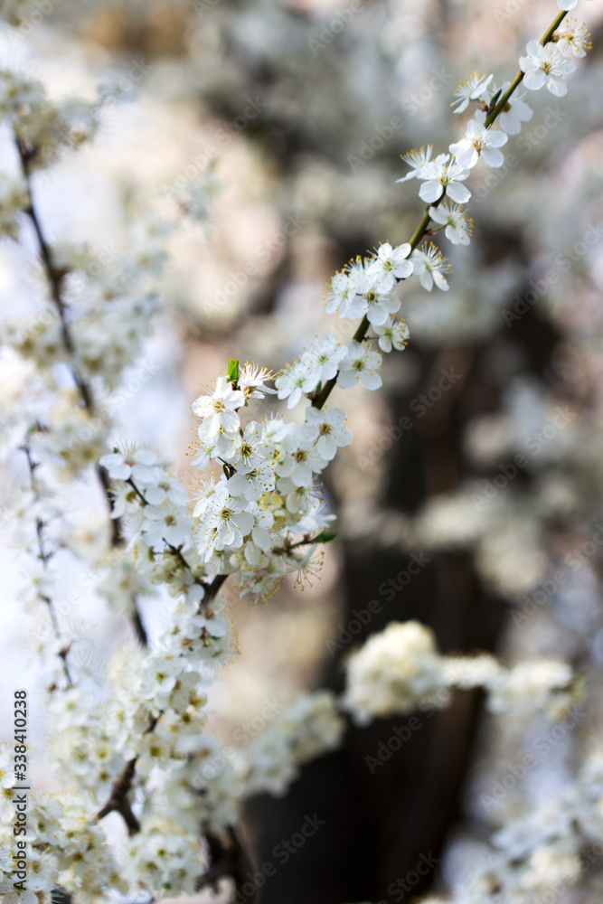Cherry plum branches with white flowers and young leaves, spring concept. Cherry plum branches with white flowers and young leaves, spring concept.