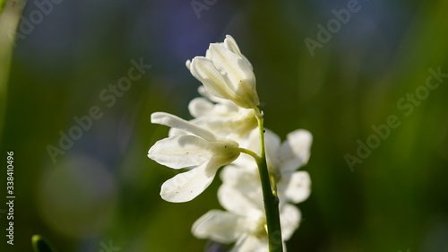 white flower in the sunlight