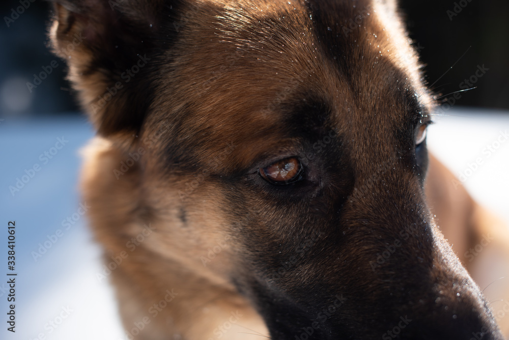 Hundaugen von Deutschem Schäferhund Malinois Mischling braune Augen Stock  Photo | Adobe Stock