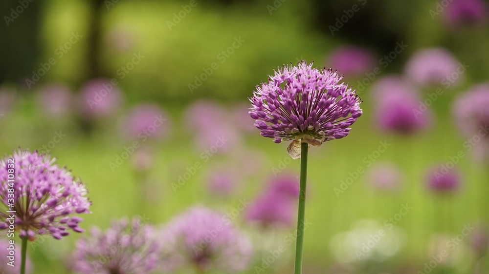 Fototapeta premium beautiful fluffy flowers of lilac allium flowers blooming in the park or in the garden
