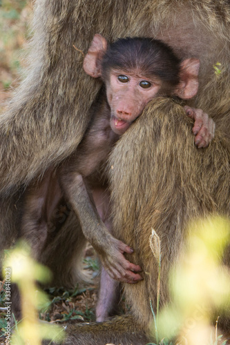 Mum and baby baboon on savanna.