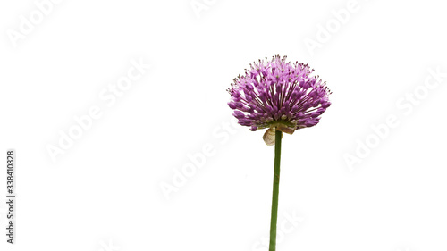 isolated beautiful fluffy flower of lilac allium flower
