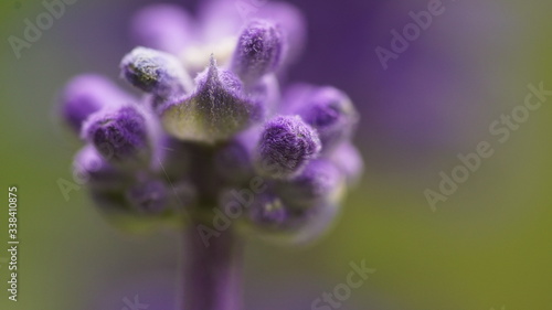 close up of a purple flower