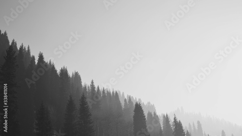 Silhouettes of spruce trees on a mountainside against the sky. Black and white photography