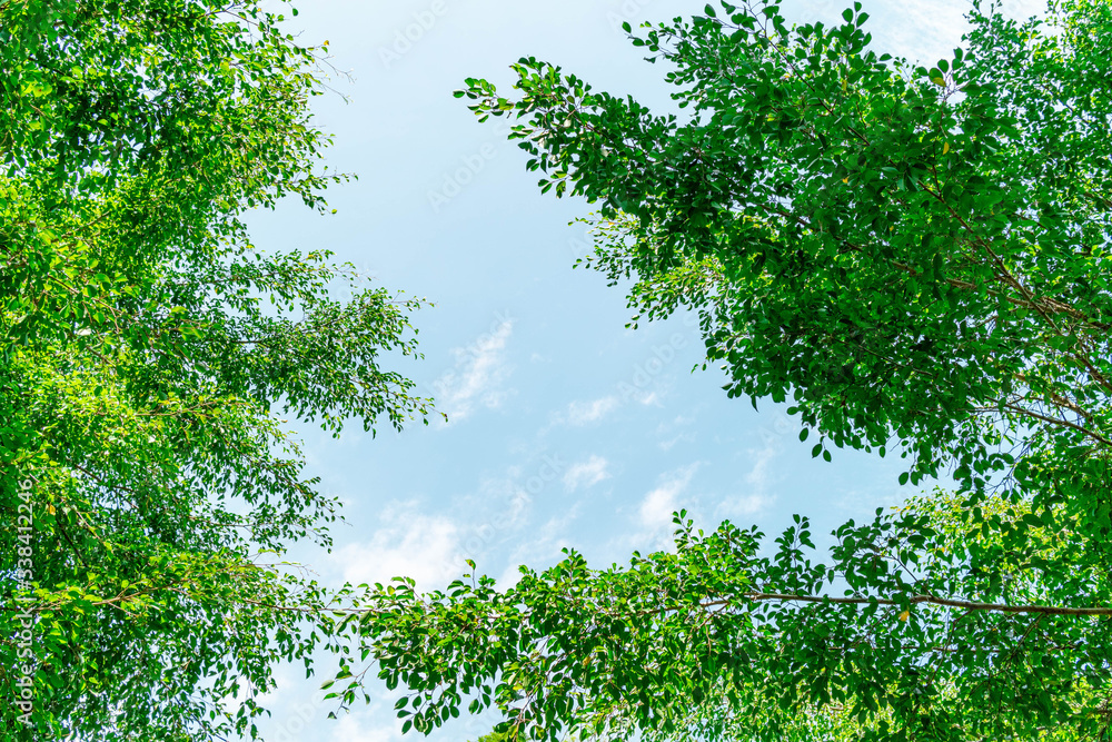 Fototapeta premium Green foliage background cloudy sky.CR2