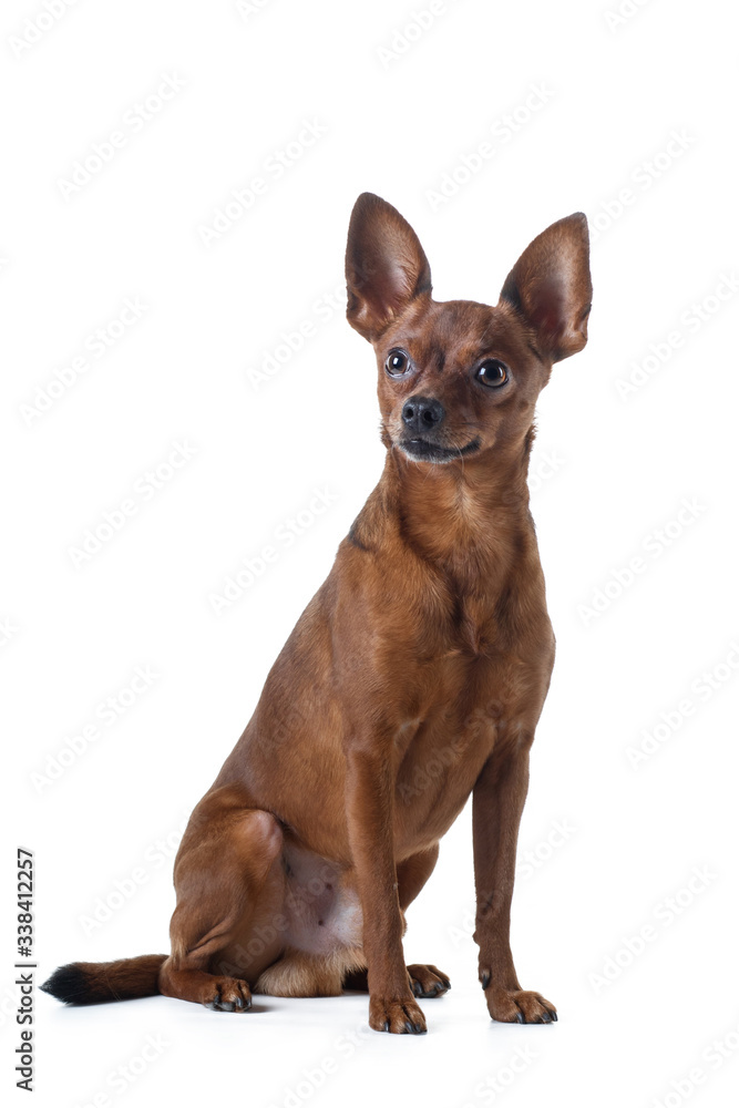 dog on a white background. Russian toy terrier. in a studio. Photo of a pet for design.