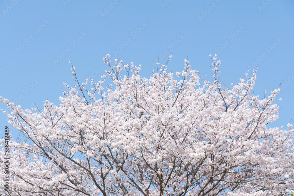 青空に満開の桜