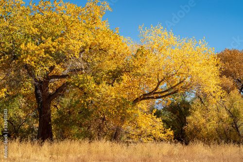 Vászonkép View Of Autumnal Trees Against Clear Sky