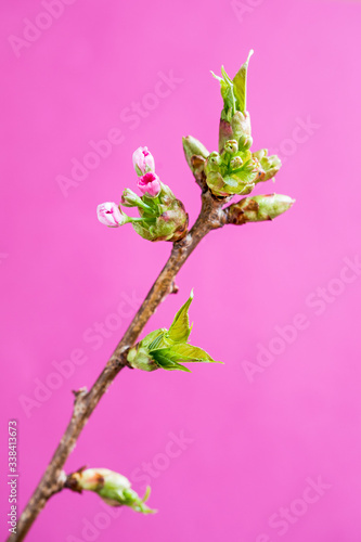 Rosa erblühender Kirschzweig, Makroaufnahme photo