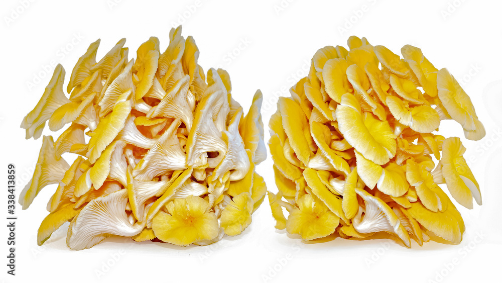 Yellow oyster mushroom isolated on white background