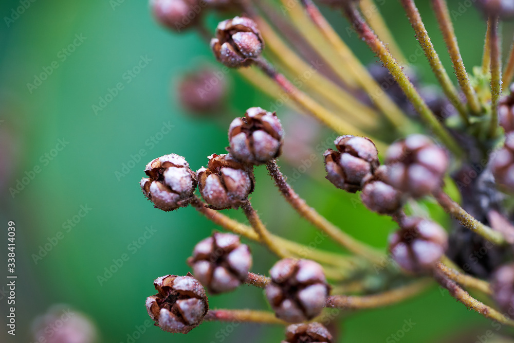 Flower bud in early spring