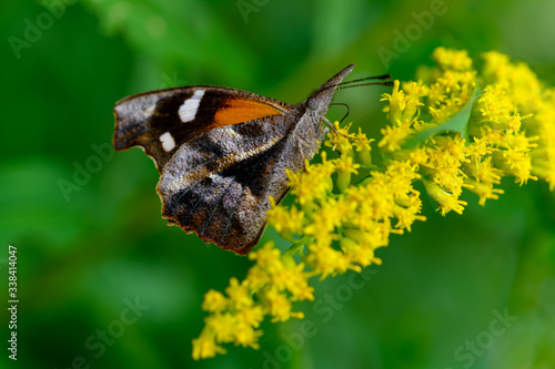 American snout butterfly, libytheana carinenta, feeding on goldenrod