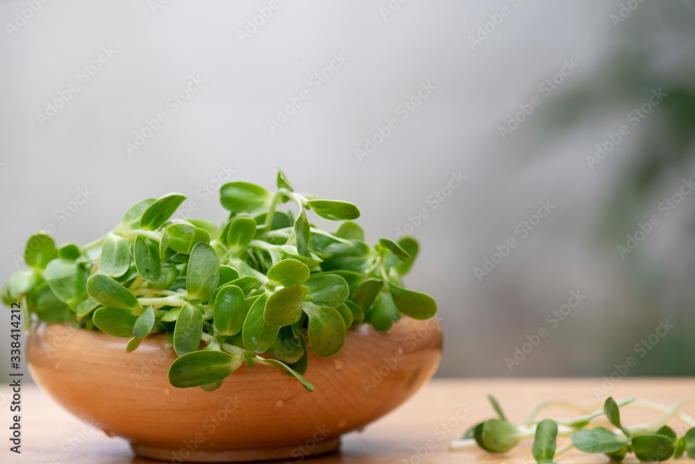fresh micro green Sunflower sprouts in wooden bowl, organic farm fresh micro green Sunflower sprouts in wooden bowl, organic farm