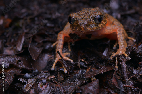 close  up image of a beautiful Kinabalu Slender Litter Frog -  Leptolalax arayai  photo