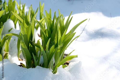 the first green leaves appeared from under the snow. Spring came