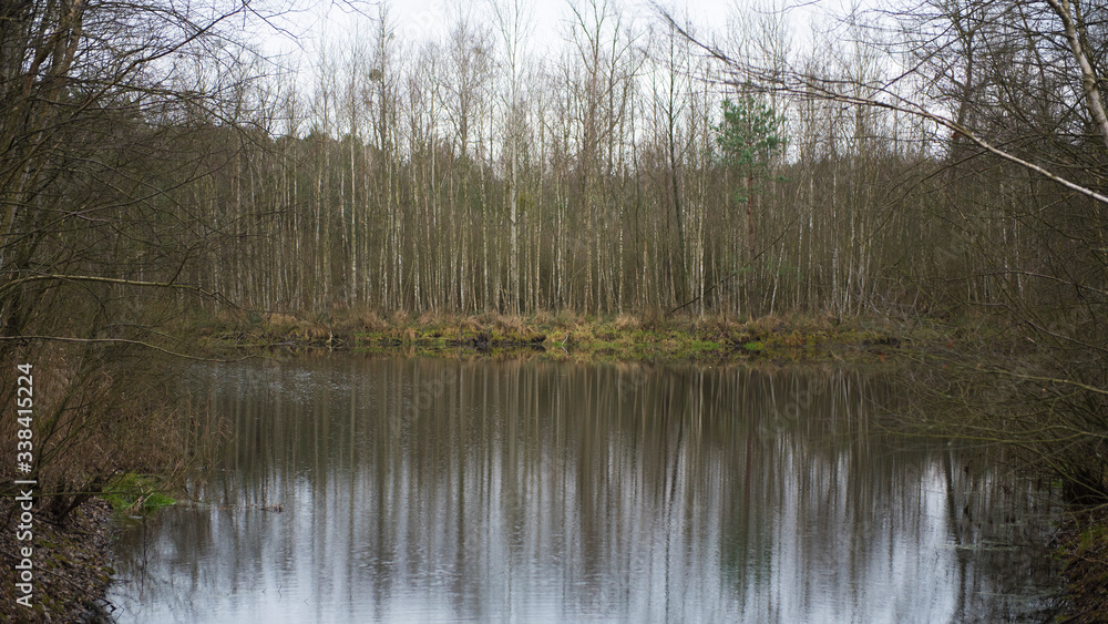 Jezior z wodą w lesie