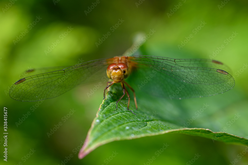 Cherry-faced meadowhawk dragonfly, Sympetrum internum Cherry-faced meadowhawk dragonfly, Sympetrum internum