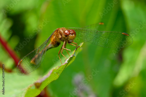 Cherry-faced meadowhawk dragonfly, Sympetrum internum
