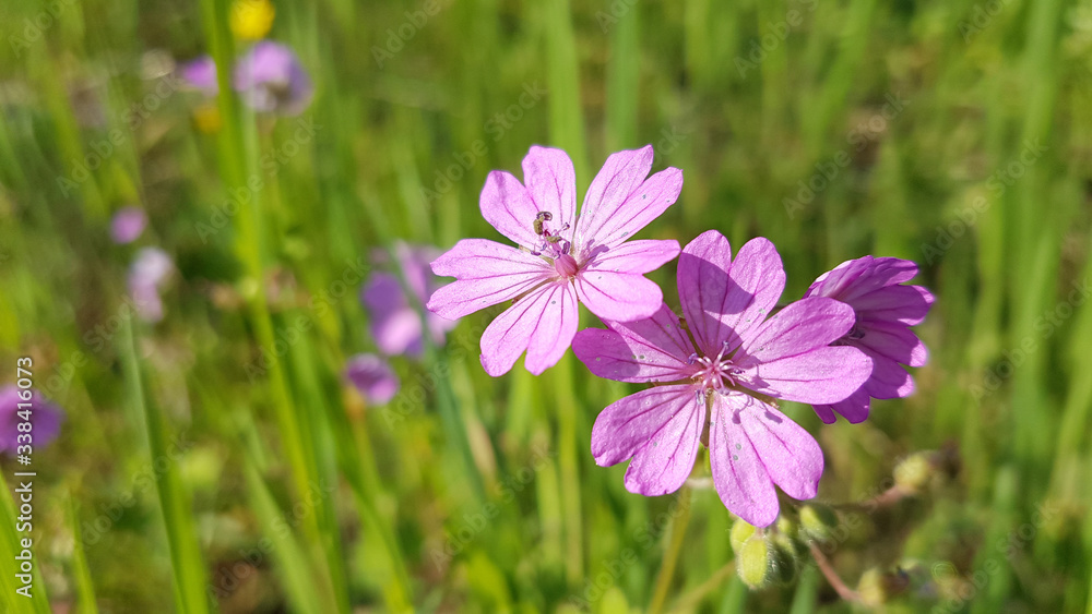 wild flowers in spring season isolated in blue or green background in greece wild flowers in spring season isolated in blue or green background in greece