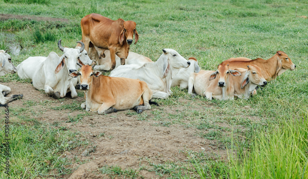 A herd of cows resting on a meadow.