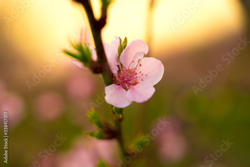 beautiful spoutdoor, flower, leaf, nature, blossom, apple, color, cherry, background, tree, season, white, bloom, spring, flora, garden, sunlight, springtime, sring colors, apple blossoms and cherries