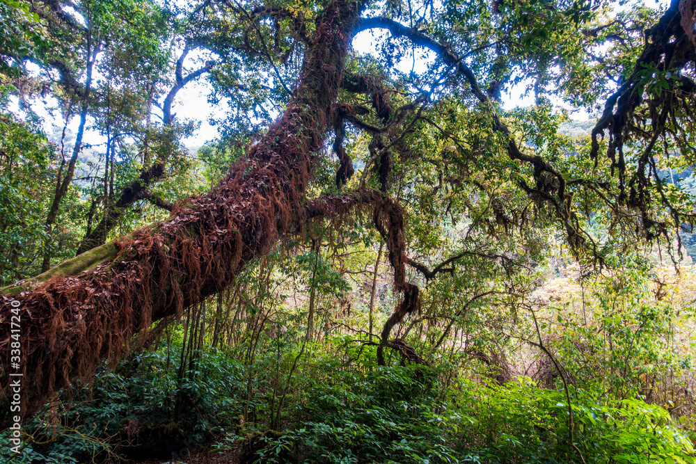 Fototapeta premium Thailand - Doi Inthanon