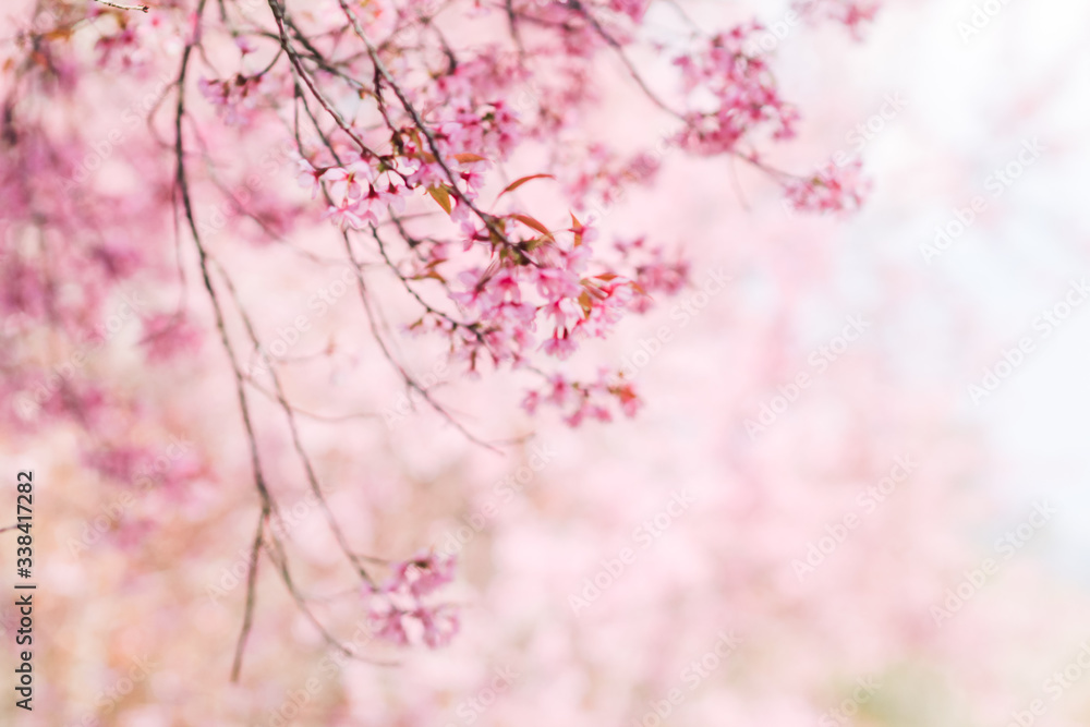 The blurred backdrop of the beautiful pink cherry blossoms blooming are cherry blossoms that were planted to promote tourism during the winter months and every year the pink blossoms bloom together. The blurred backdrop of the beautiful pink cherry blossoms blooming are cherry blossoms that were planted to promote tourism during the winter months and every year the pink blossoms bloom together.