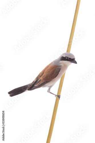 Red-backed Shrike isolated on white background photo